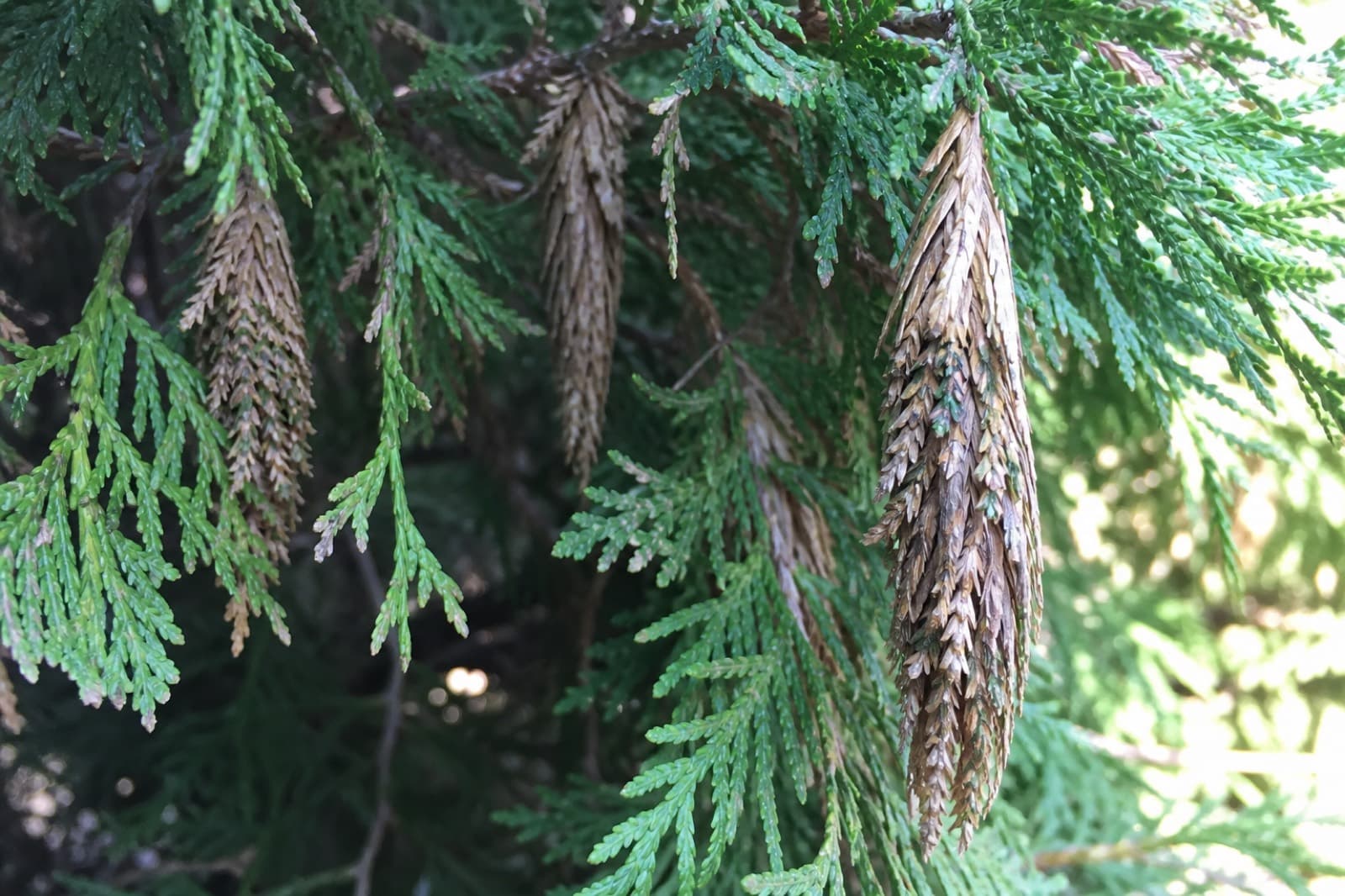 Spindle-shaped bagworm bags made of silk and arborvitae foliage on a Kansas evergreen hedge