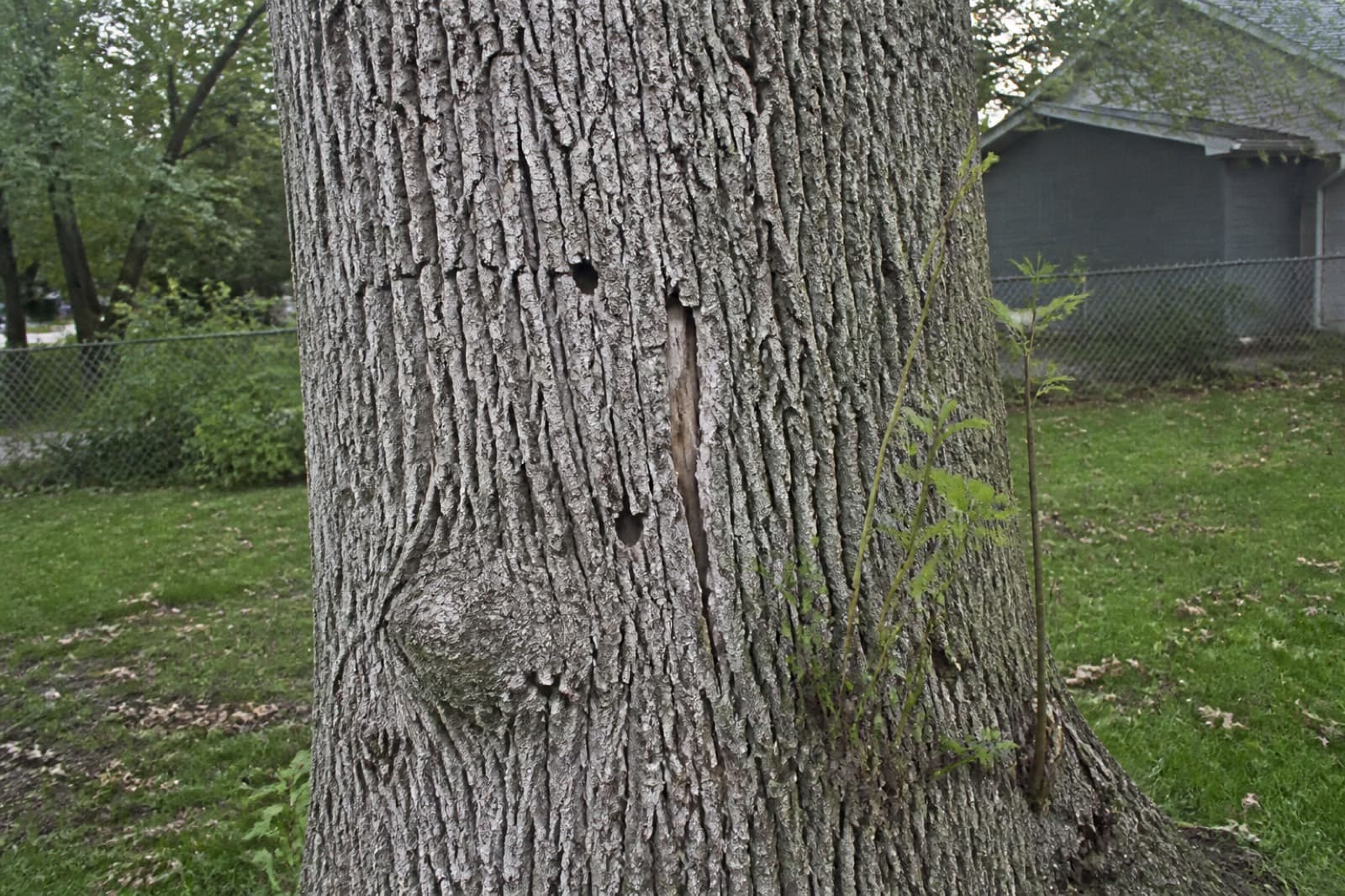 Close iPhone photo of ash bark in a Kansas City yard showing split bark and small D-shaped emerald ash borer exit holes