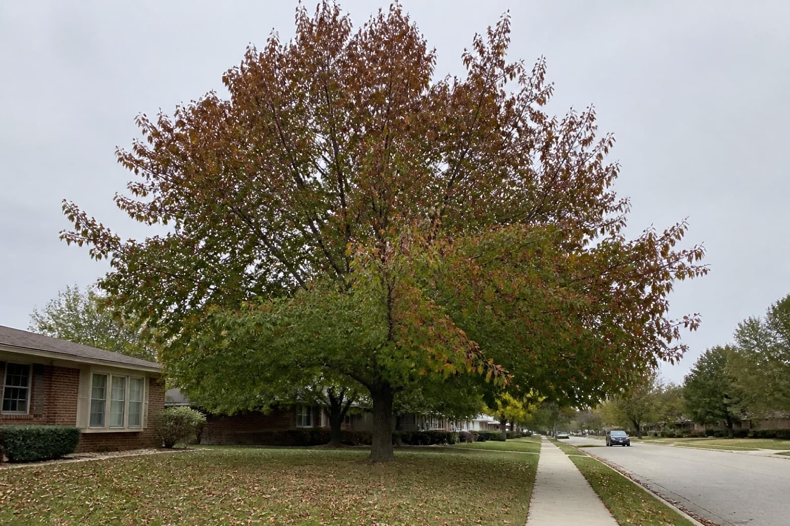 Pin oak on a Johnson County, Kansas street with upper-canopy browning typical of oak wilt pressure