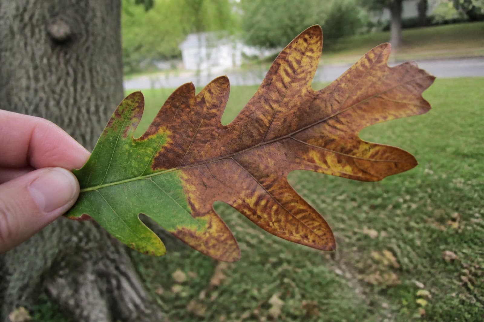 Red oak leaf with brown scorch from the tip and green tissue left at the base, Johnson County oak wilt symptom