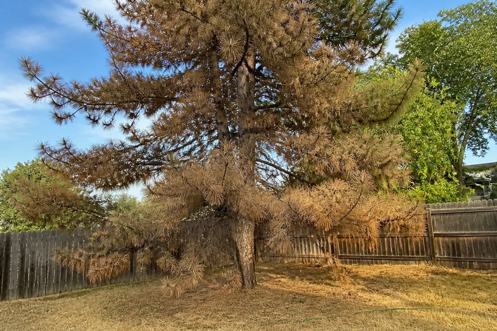 Dead Scots pine in a Kansas yard with brown needles still hanging on the branches, typical late-summer pine wilt