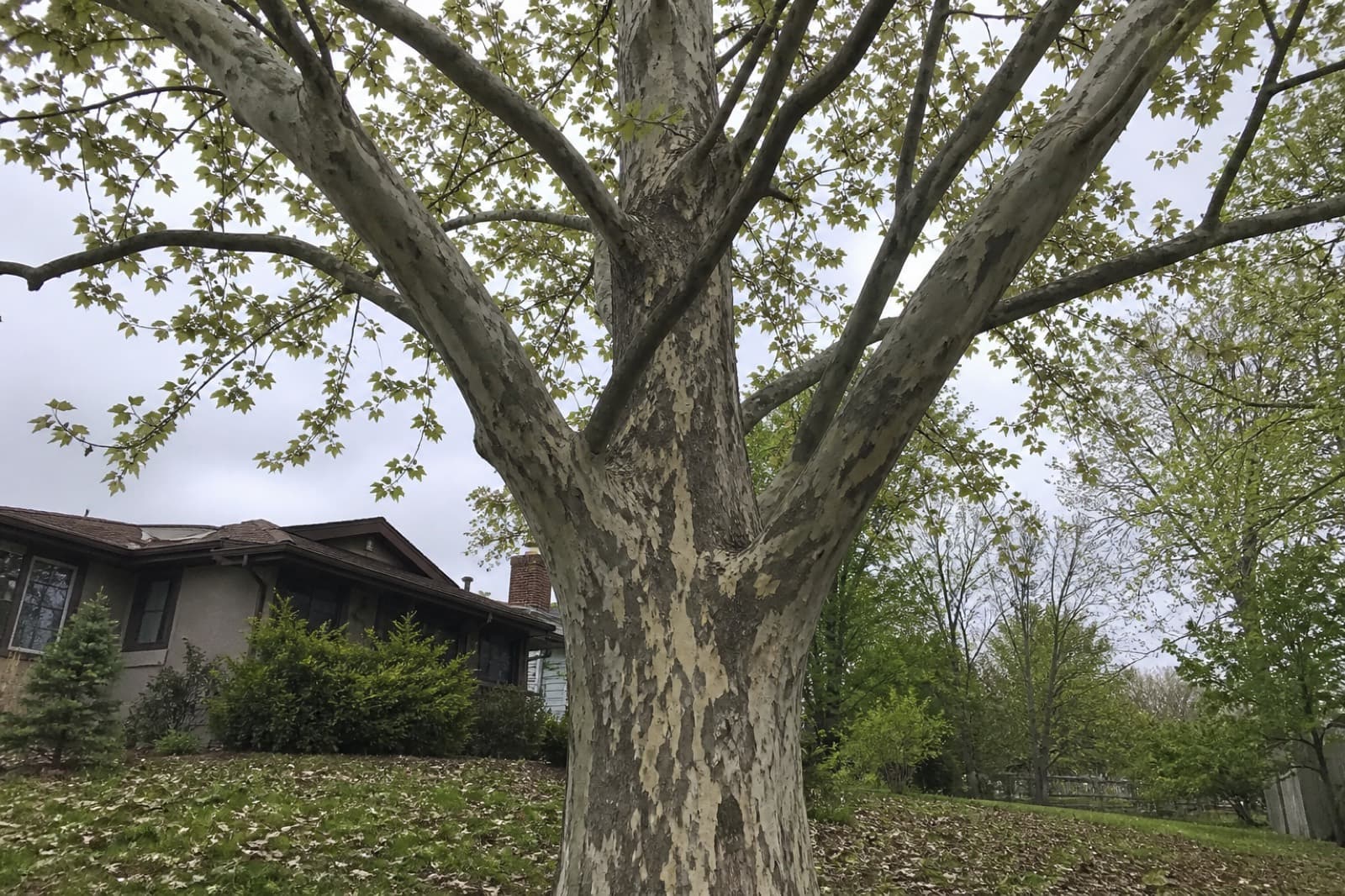 American sycamore in a Kansas City yard in spring with vein-browned leaves and early leaf drop from anthracnose