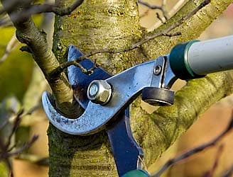 Why Tree Fertilization Is Essential for Kansas City Lawns