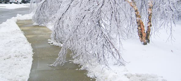 Common Tree Diseases in Kansas City and How to Prevent Them