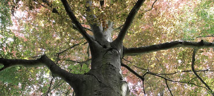 Grade A Tree project photo