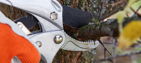When Does a Tree Need Cabling or Bracing in Kansas City