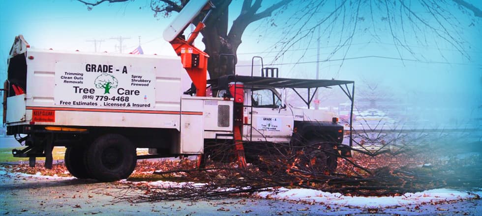 Grade A Tree project photo