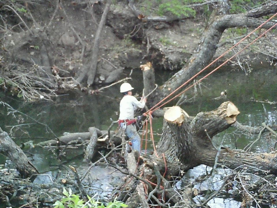 What Should I do if I Believe my Trees were Damaged by Imprelis?