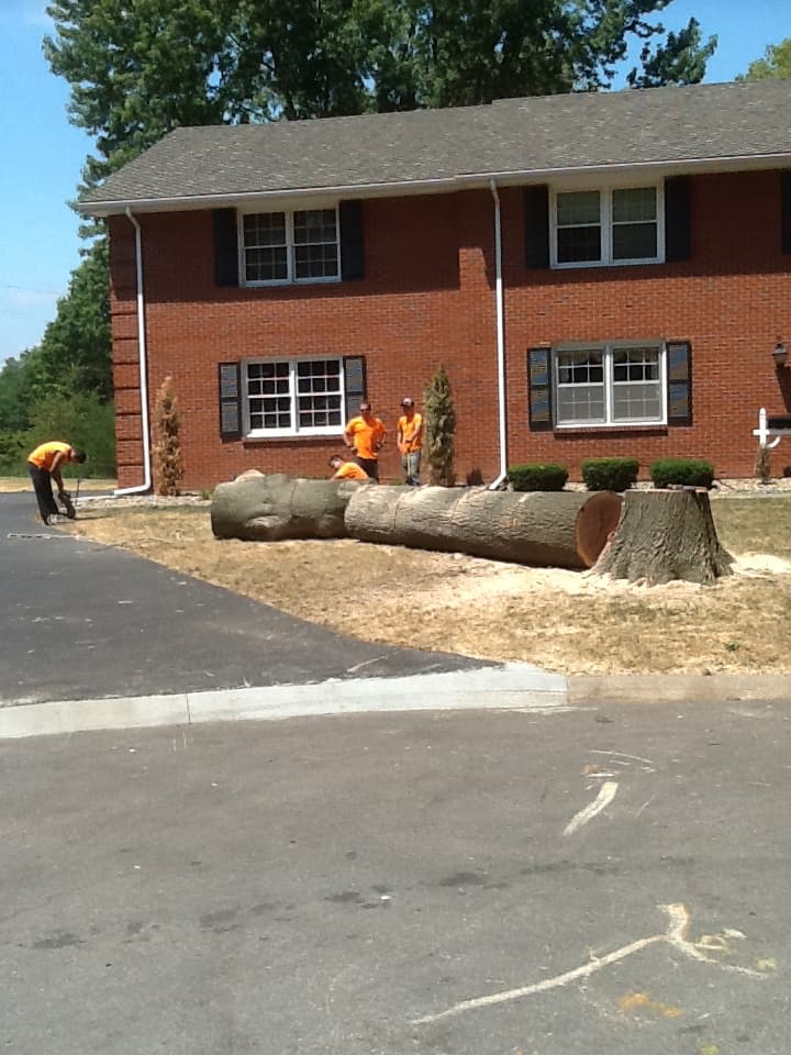 Grade A Tree project photo