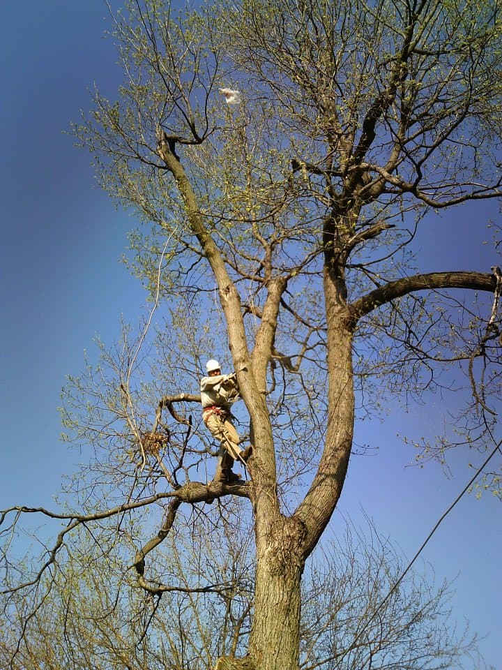 Grade A Tree project photo