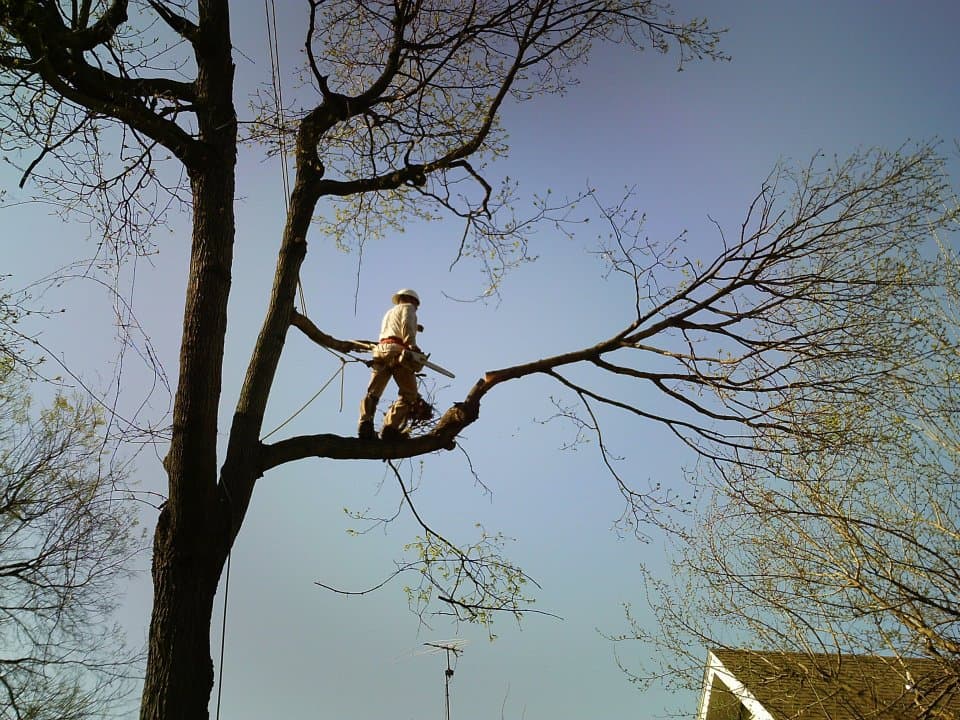 Benefits of Hiring a Certified Arborist in Kansas City