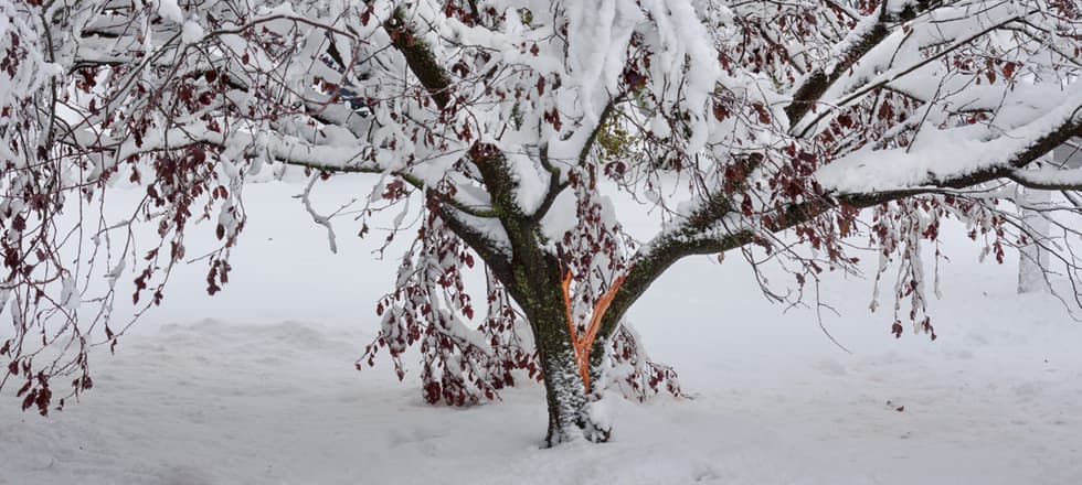 Four Steps to Take When Ice Damages Your Trees
