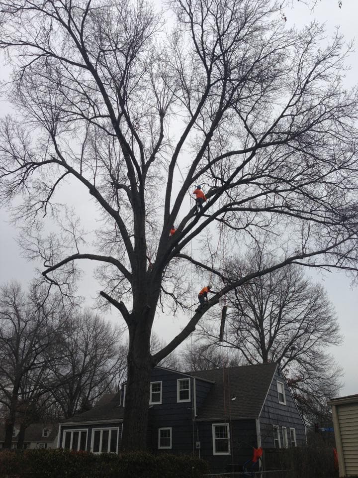 No tree is big ENOUGH!