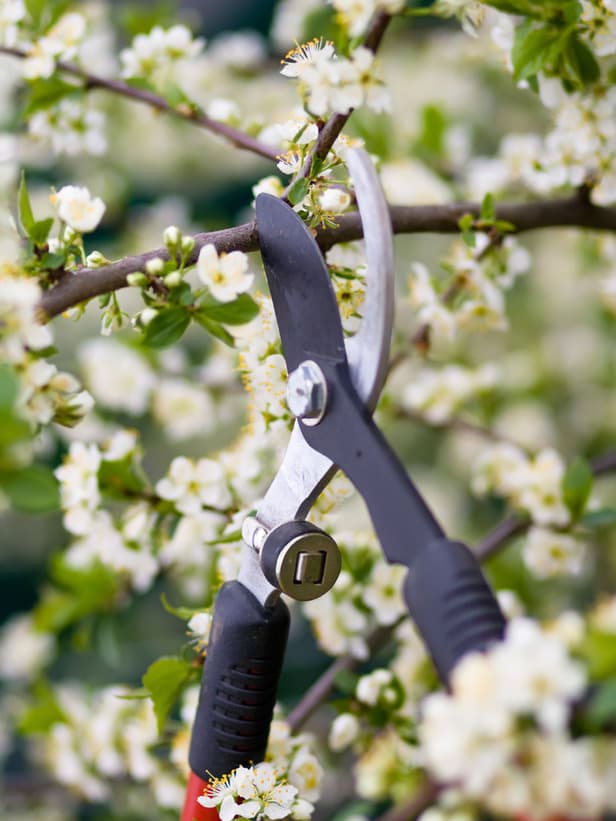 Pruning Season is here