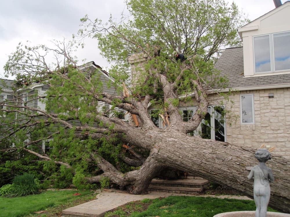 Saving Trees Damaged by Storms