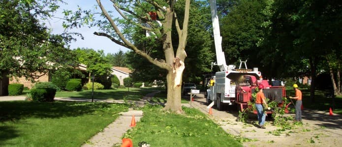 How to Prune an Apple Tree