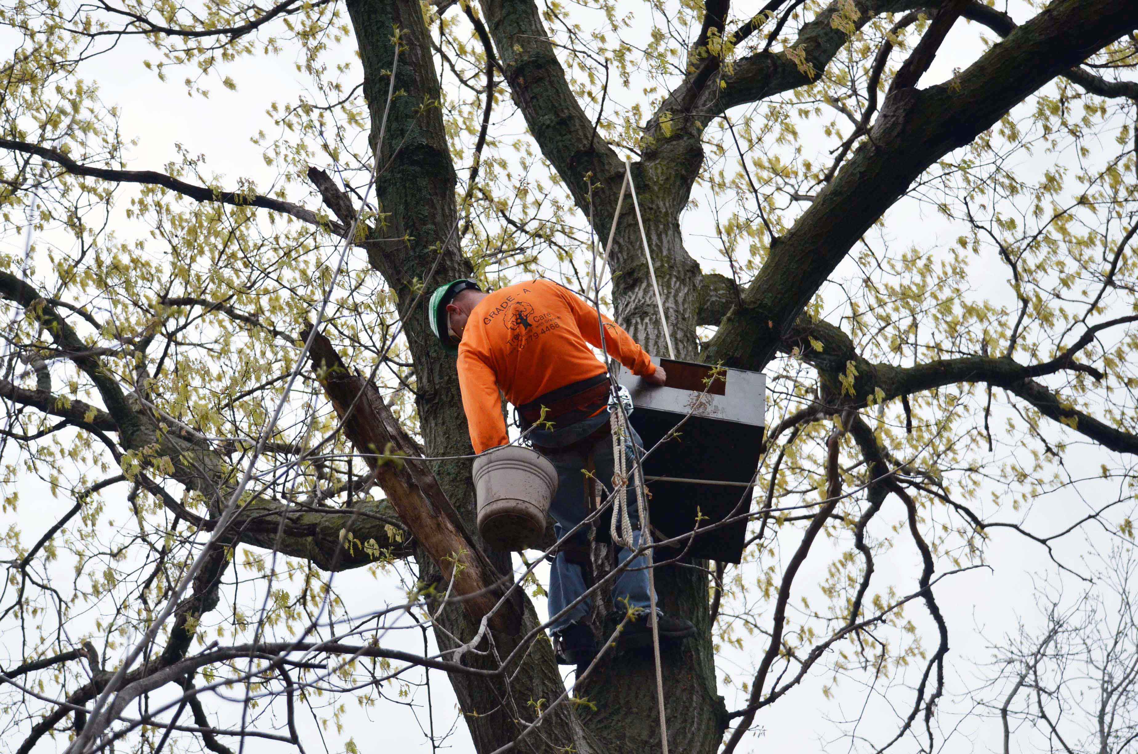 "Three Guys with Ropes" - Installing Owl and Wood Duck Nesting Boxes