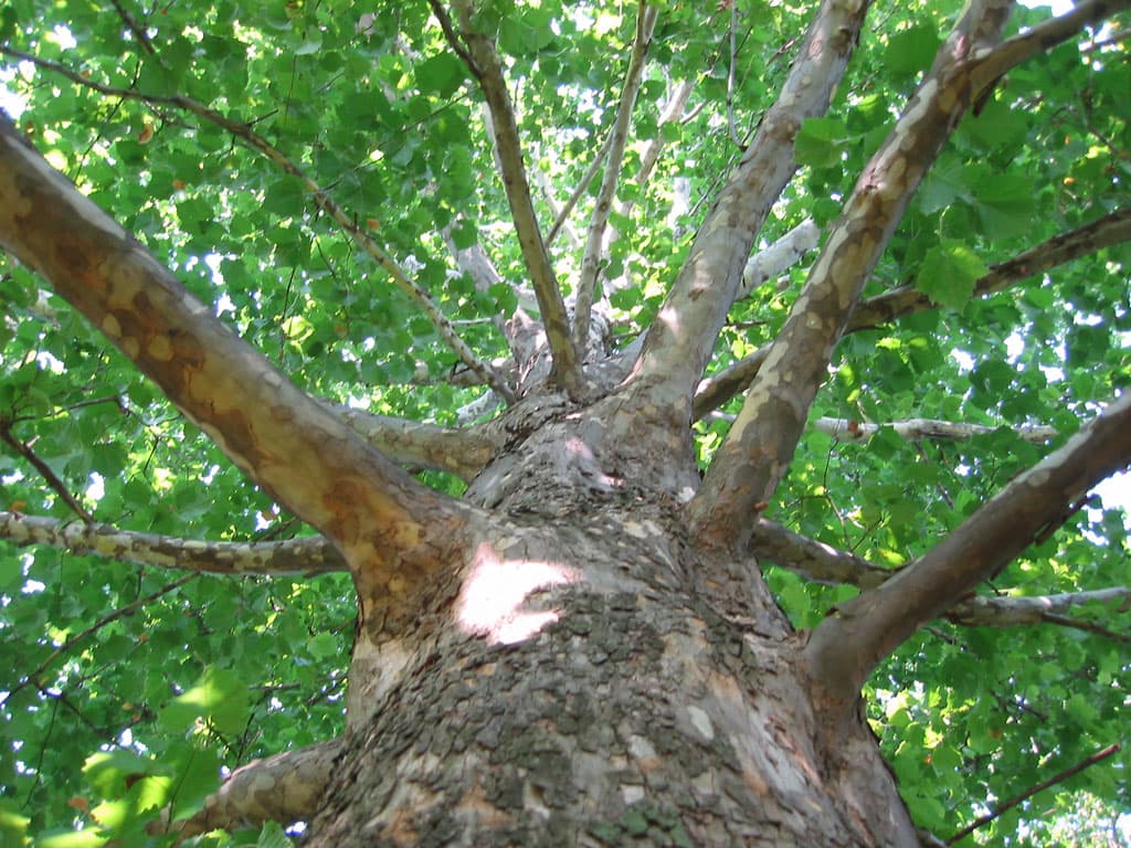 How to Prune Fruit Trees