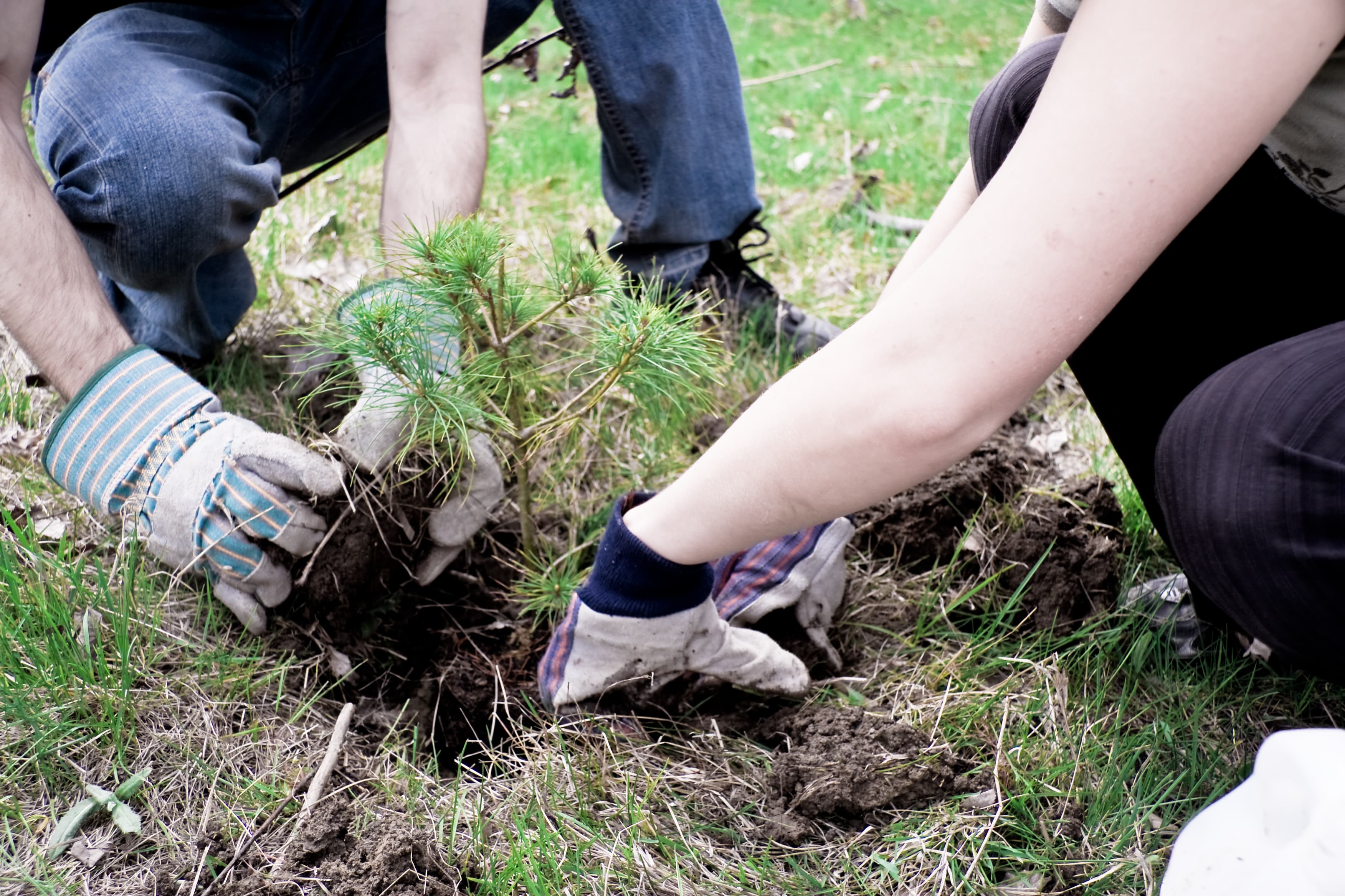 Lawn Tree Fertilization Benefits