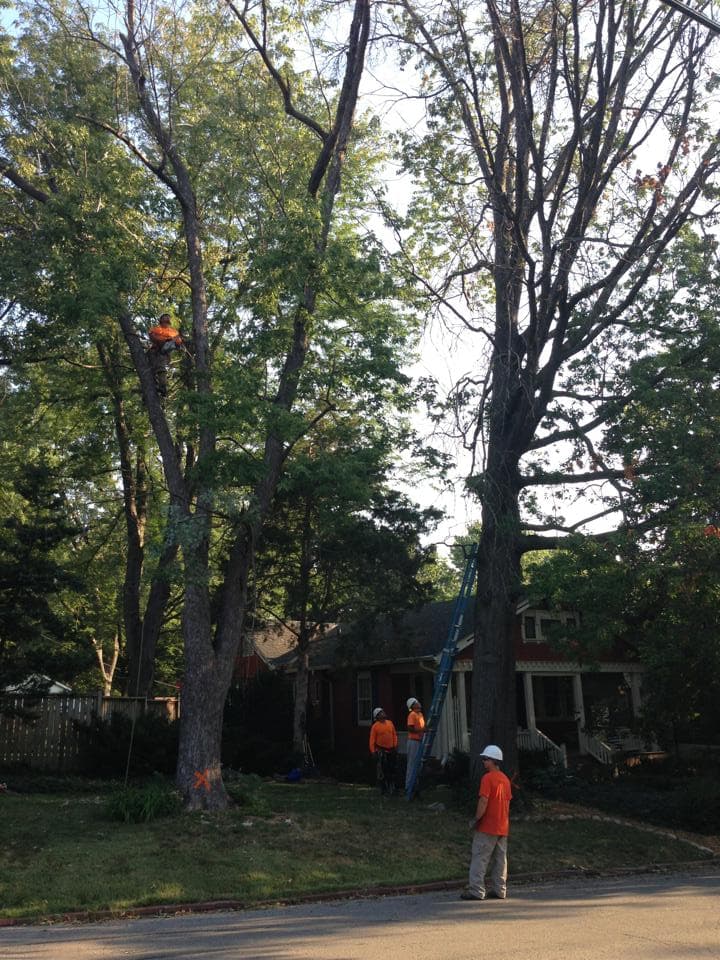 Want to Increase Your Property Value and Save Money? Think Tree Care!