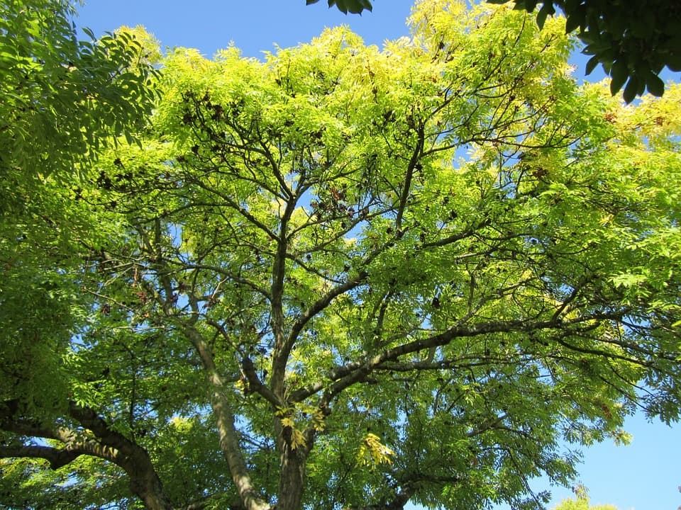 7 Popular Trees That Aren't Worth The Hassle