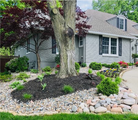 A list of trees you should never plant in your yard