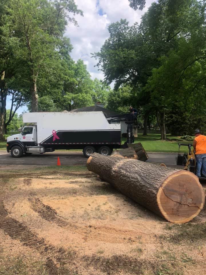 Tree Removal project in Raymore