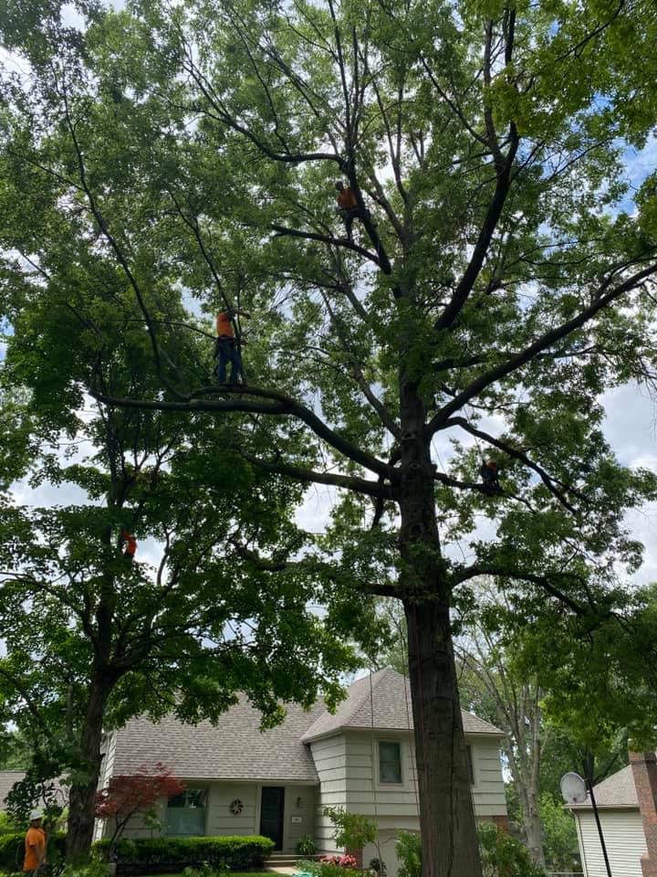 Tree Trimming & Pruning project in Lake Winnebago