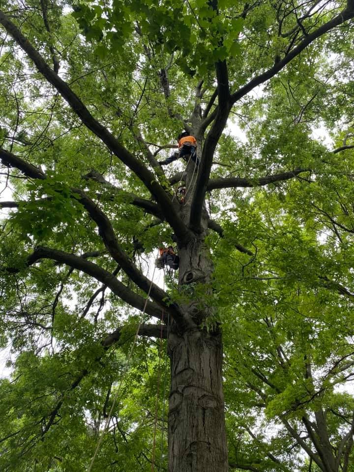 Tree Trimming & Pruning project in Lee's Summit