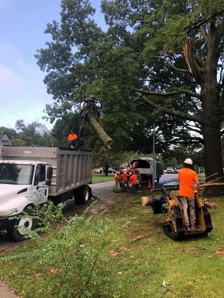Tree Removal project in Lake Winnebago
