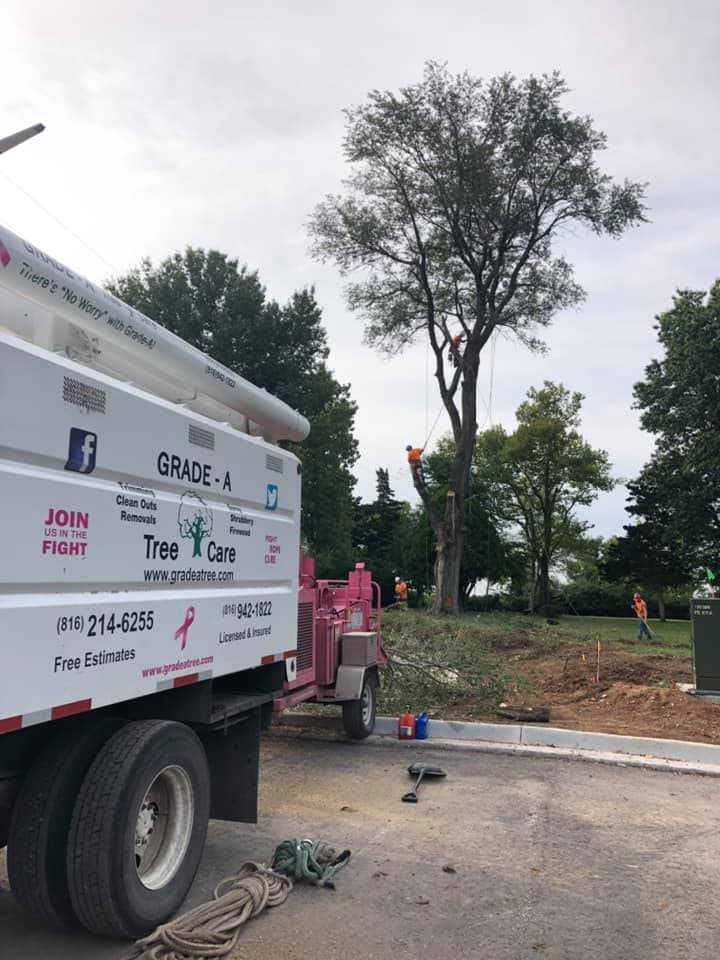 Tree Trimming & Pruning project in Olathe