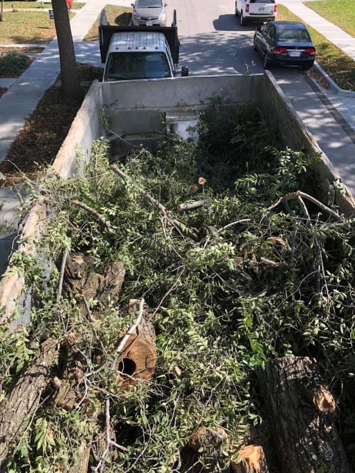 Tree Removal project in Olathe