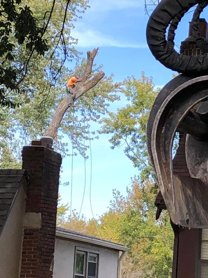 Tree Removal project in Lake Winnebago