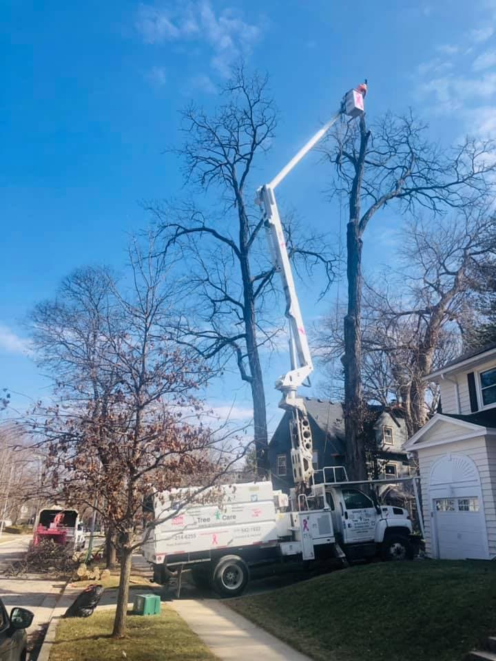 Tree Trimming & Pruning project in Lake Winnebago