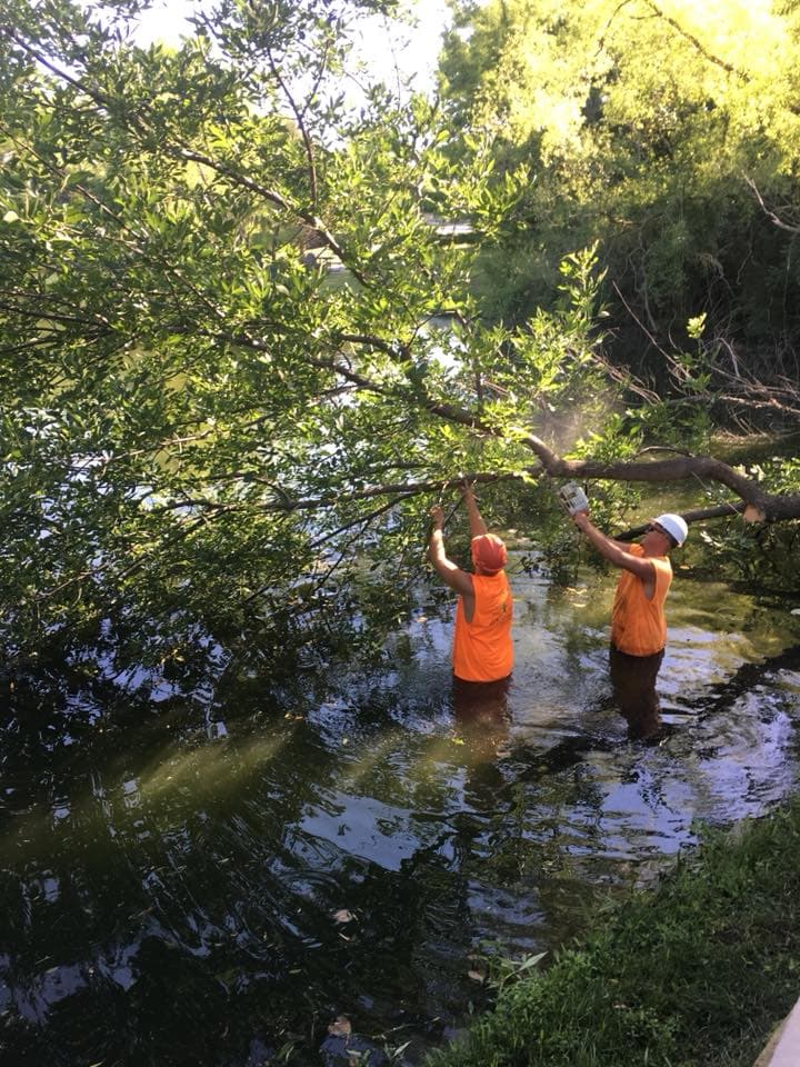 Tree Removal project in Lake Winnebago