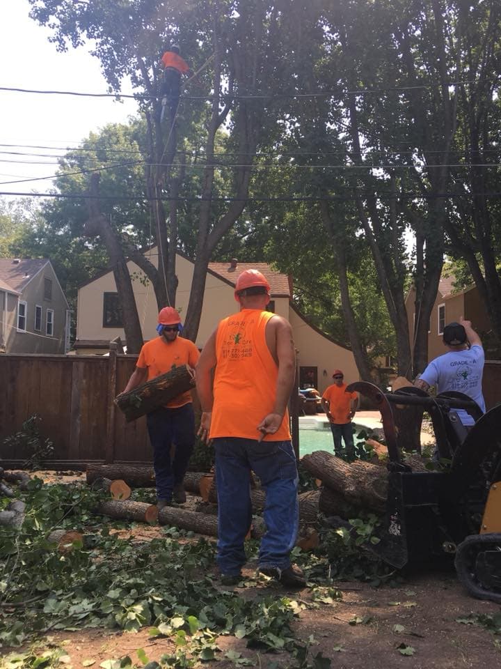 Tree Removal project in Raymore