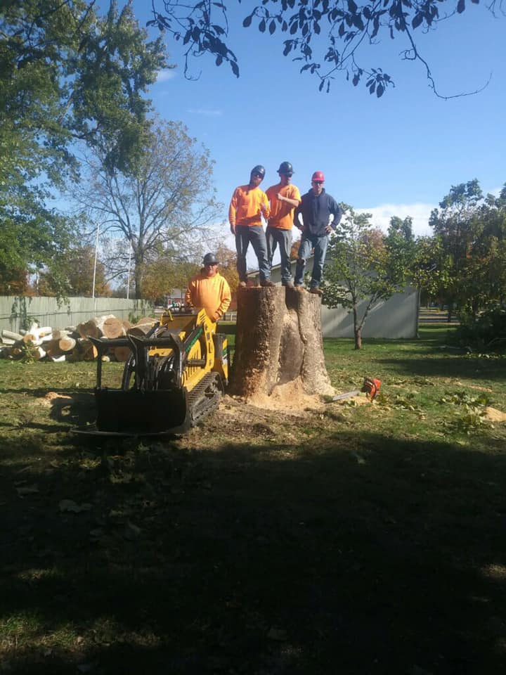 Stump Grinding & Removal project in Prairie Village