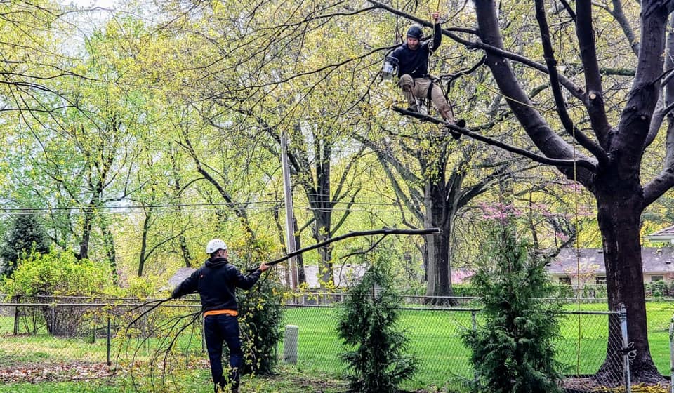 Tree Trimming & Pruning project in Roeland Park