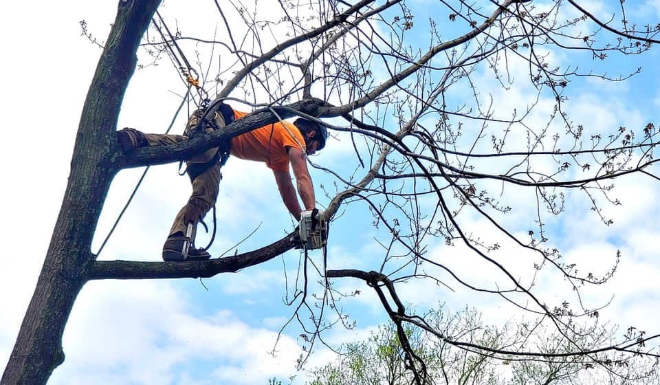 Tree Trimming & Pruning project in Lee's Summit