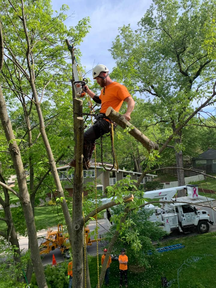 Tree Trimming & Pruning project in Olathe