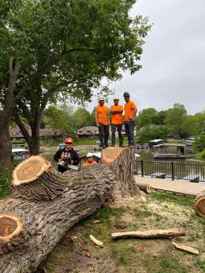 Tree Removal project in Raymore