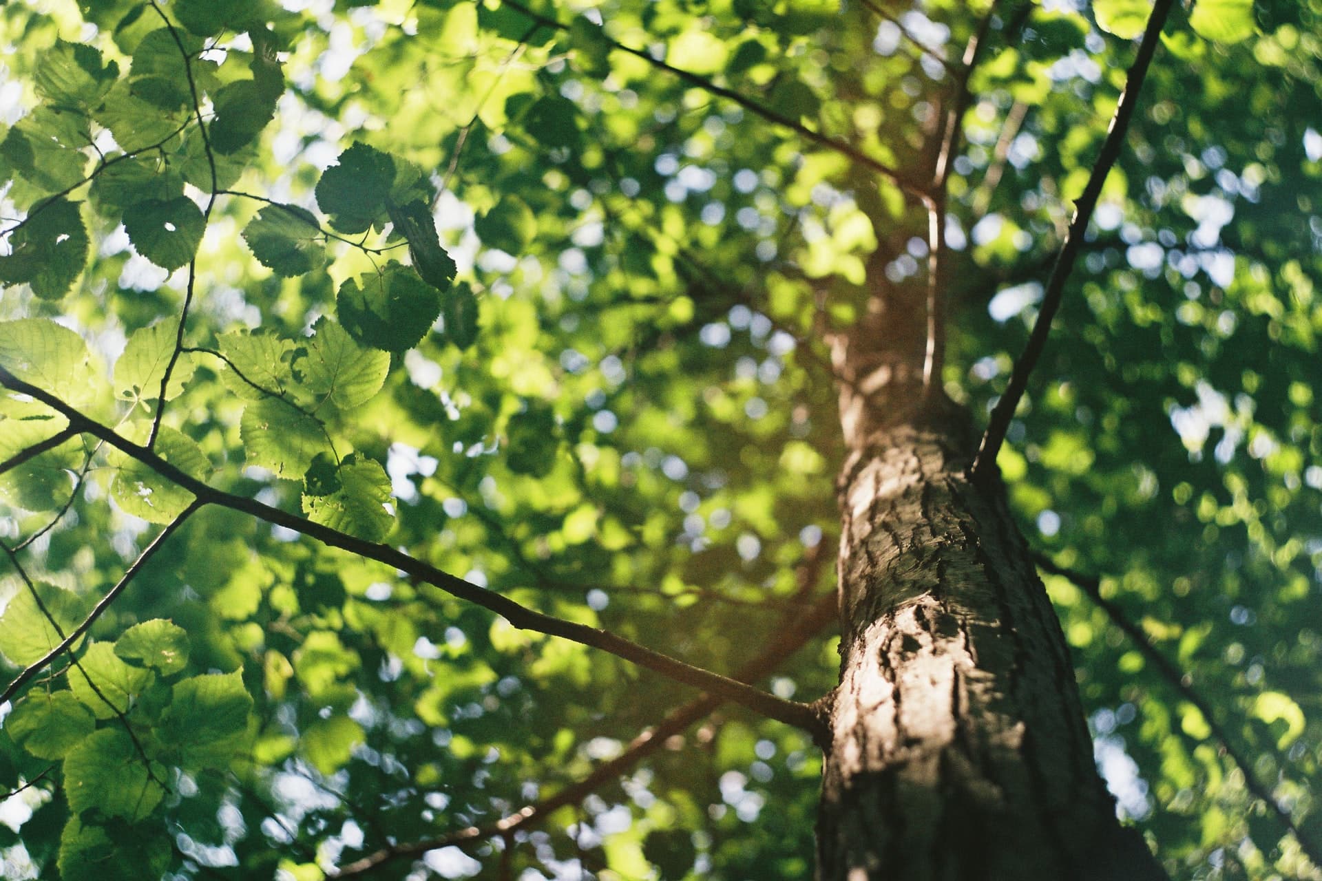 Tree Removal in Raymore, MO