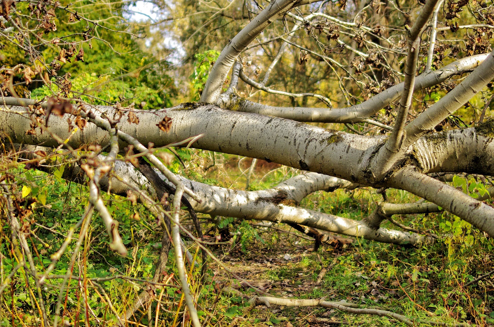 Tree services in Shawnee, KS