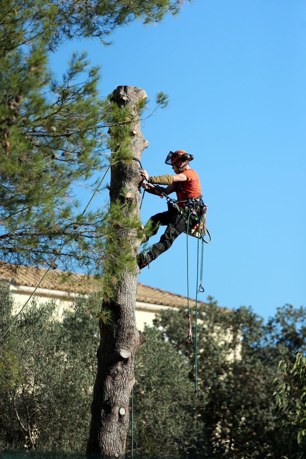Tree Trimming & Pruning in Lake Winnebago, MO