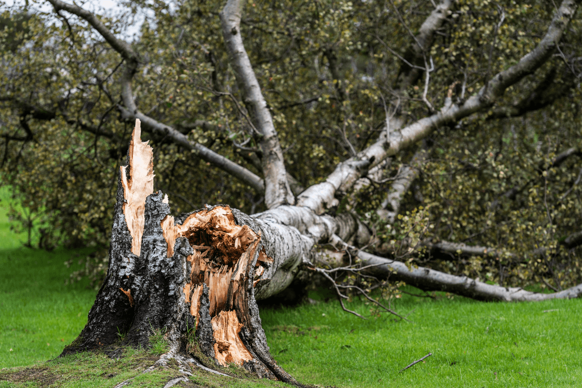 Navigating Storms and Tree Damage in Kansas City: A Comprehensive Guide