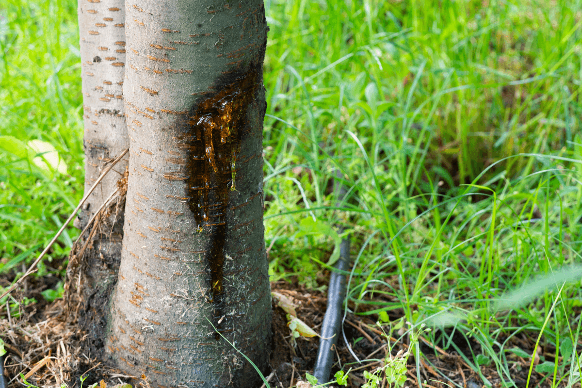 "Is My Tree Dying?" Identifying Signs and Steps for Revival