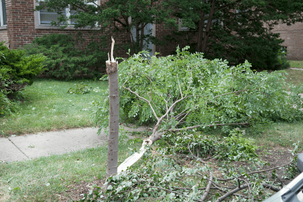 Understanding Brittle Trees: Risks and Management in Kansas City