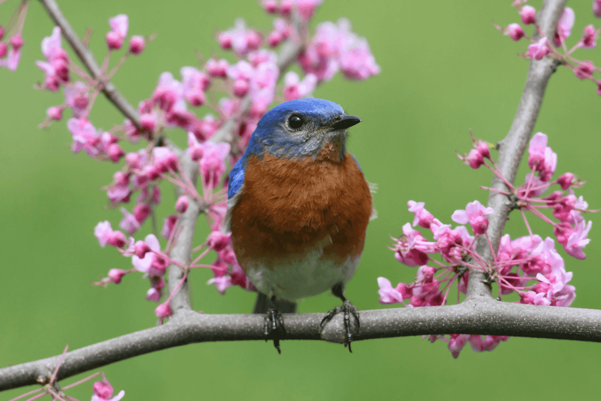The Most Popular Trees for Missouri Landscapes