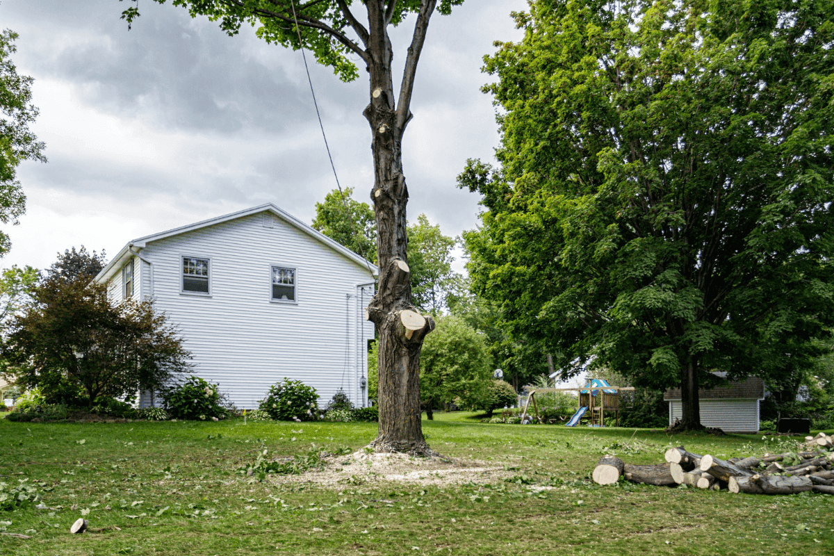 Post-Tree Removal: Tips for Landscape Restoration in Kansas City