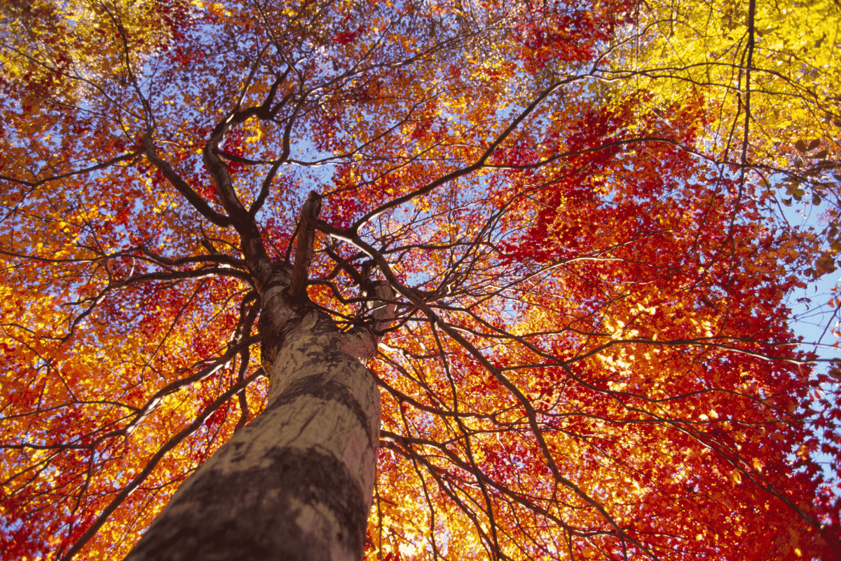 Top 5 Trees to Plant in Kansas City During the Fall